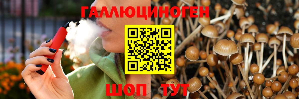 Галлюциногенные грибы Psilocybe Гудермес